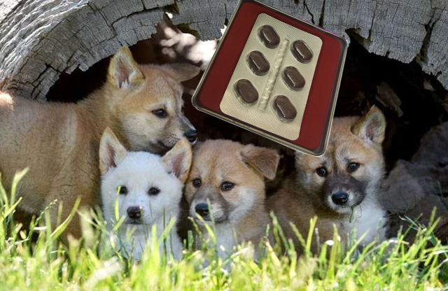 Thuốc cường dương sói bạc tốt nhất hiện nay